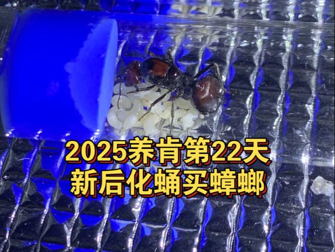 2025新澳门黄大仙和北京现带翅膀大蟑螂与北方带翅膀的蟑螂